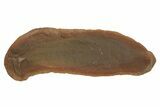 Tully Monster (Tullimonstrum) Nodule (Pos/Neg) - Mazon Creek #379384-2